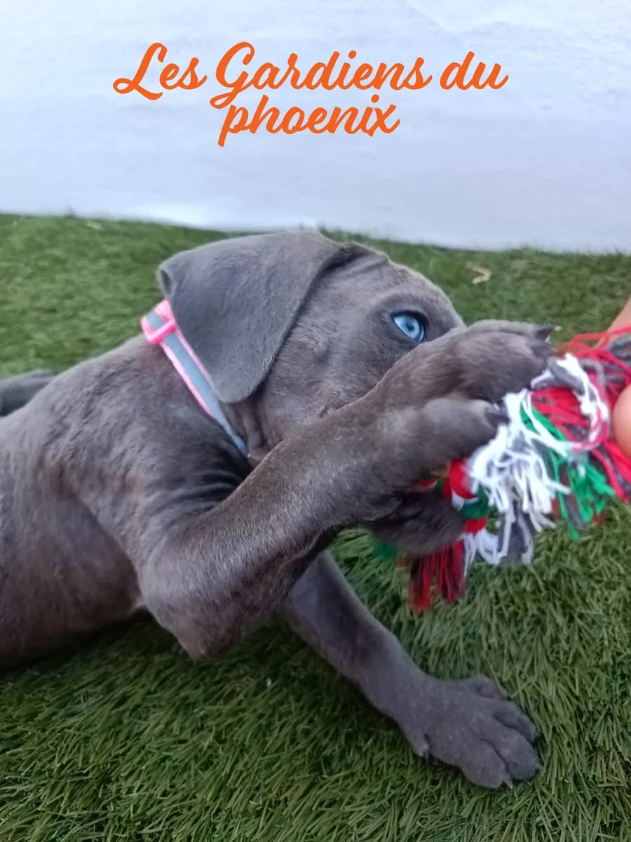 rose 2 mo