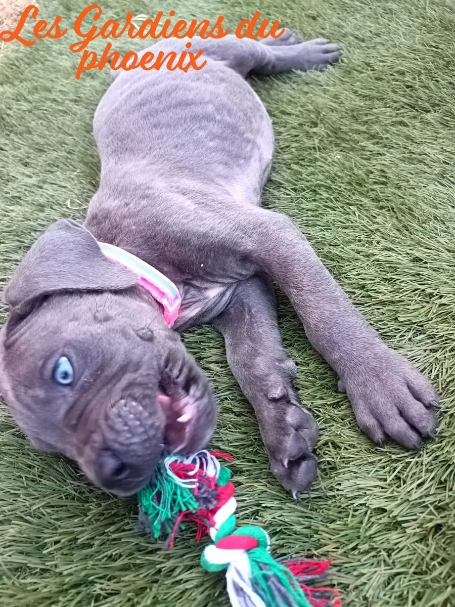 rose 3 mo