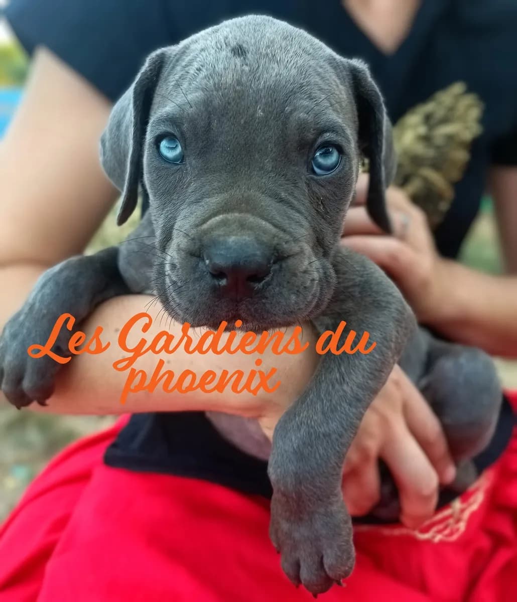 rose 4 mo