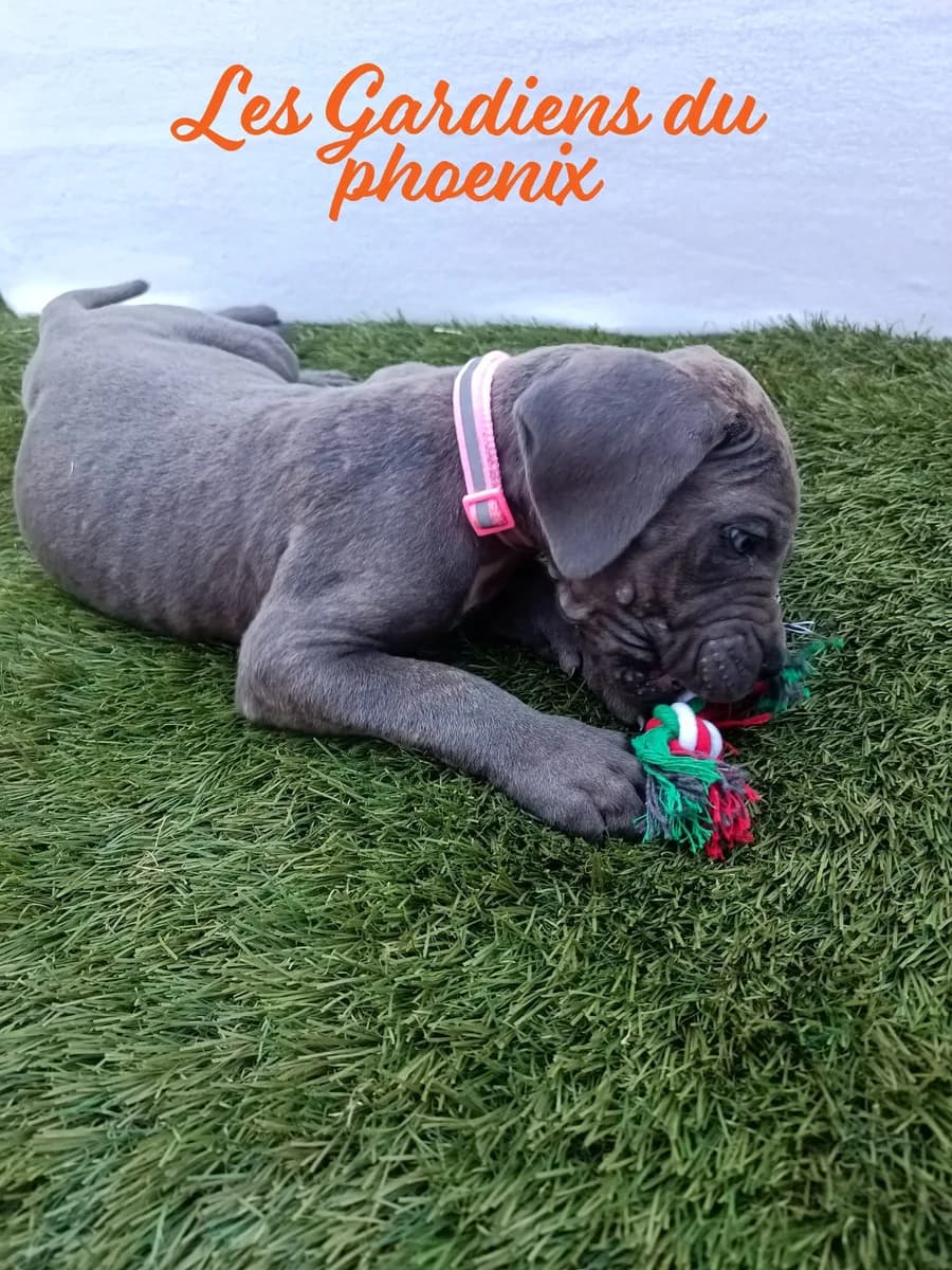 rose 1 mo