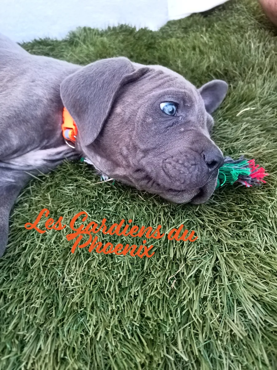 orange 2 mo