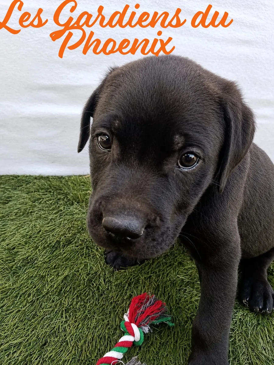 marron marron 2 mo
