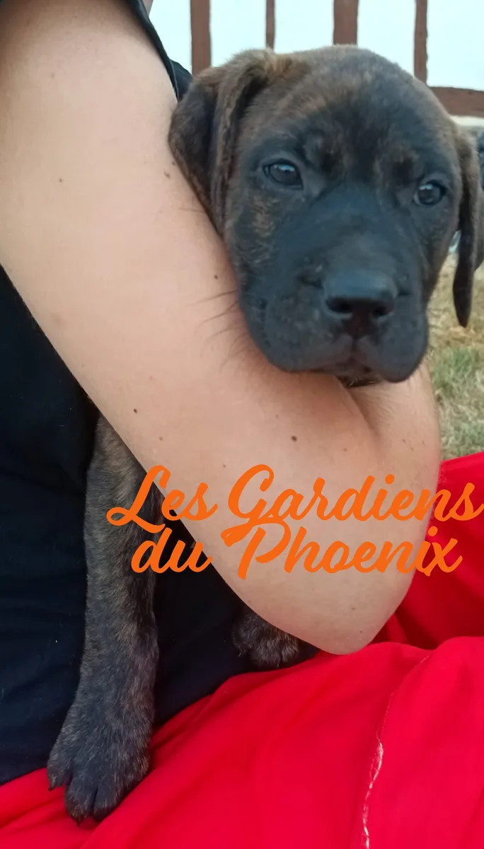Marron 4 mo