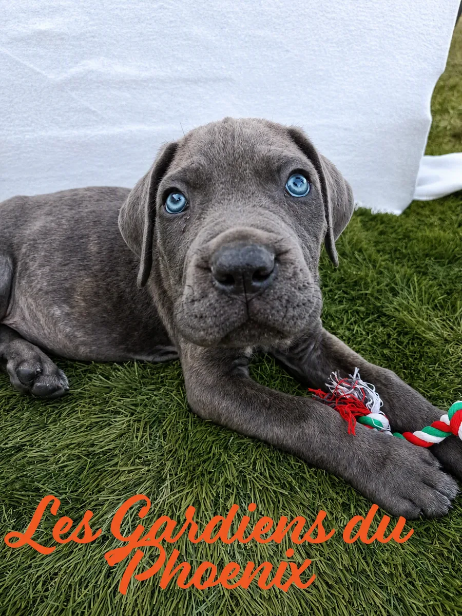 collier turquoise 5 mo