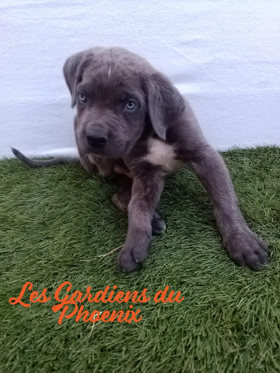 collier marron 3 mo