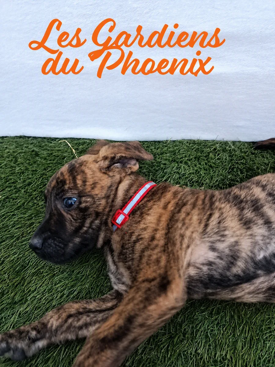 chieuse 6 mo