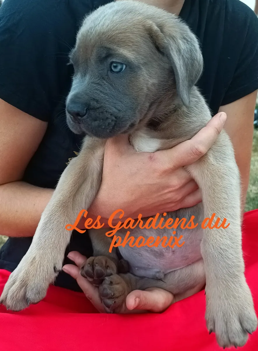 bleu foncé 4 mo
