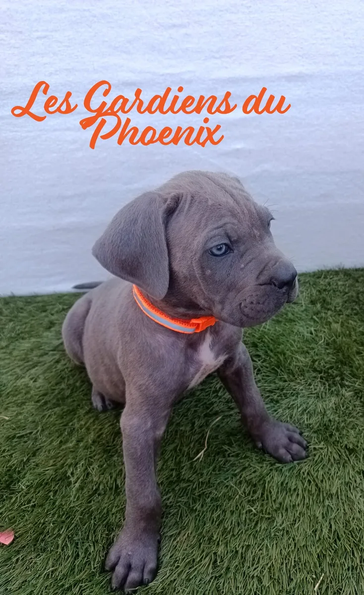 orange 1 mo