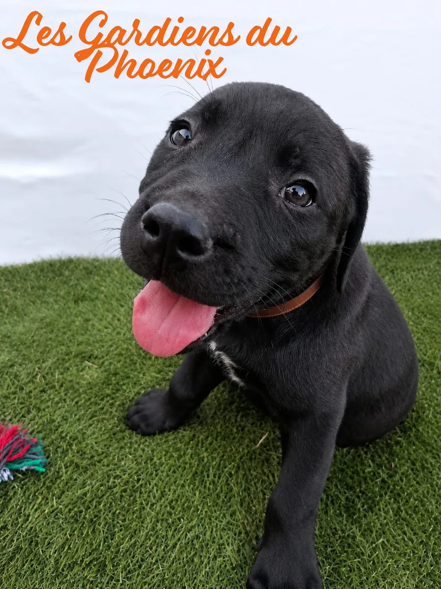 marron marron 3 mo