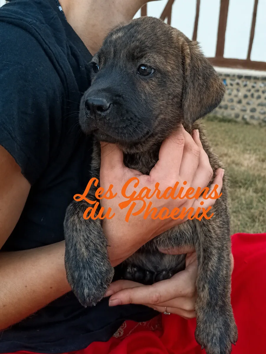 taz 6 mo