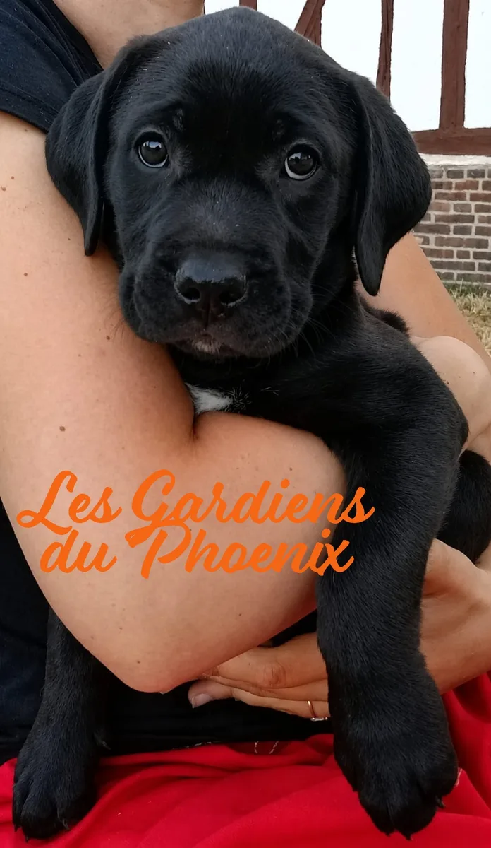 rouge 4 mo