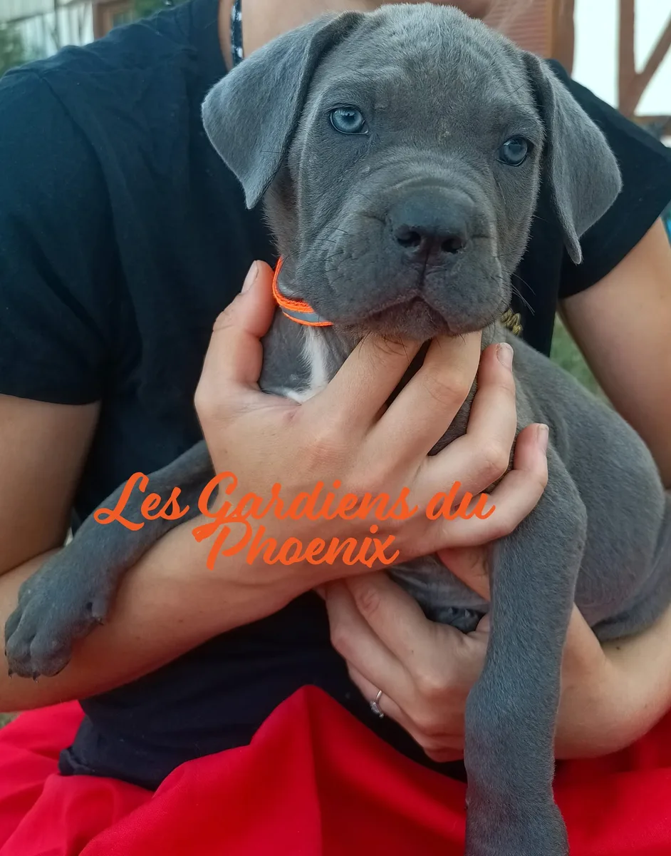 orange 4 mo