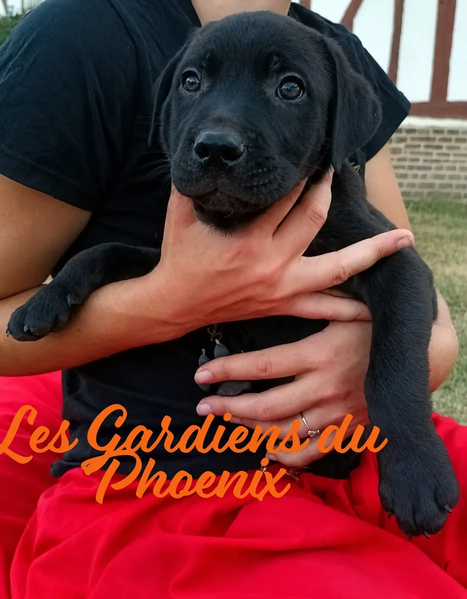 marron marron 4 mo