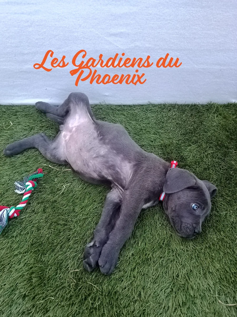 collier rouge 3 mo