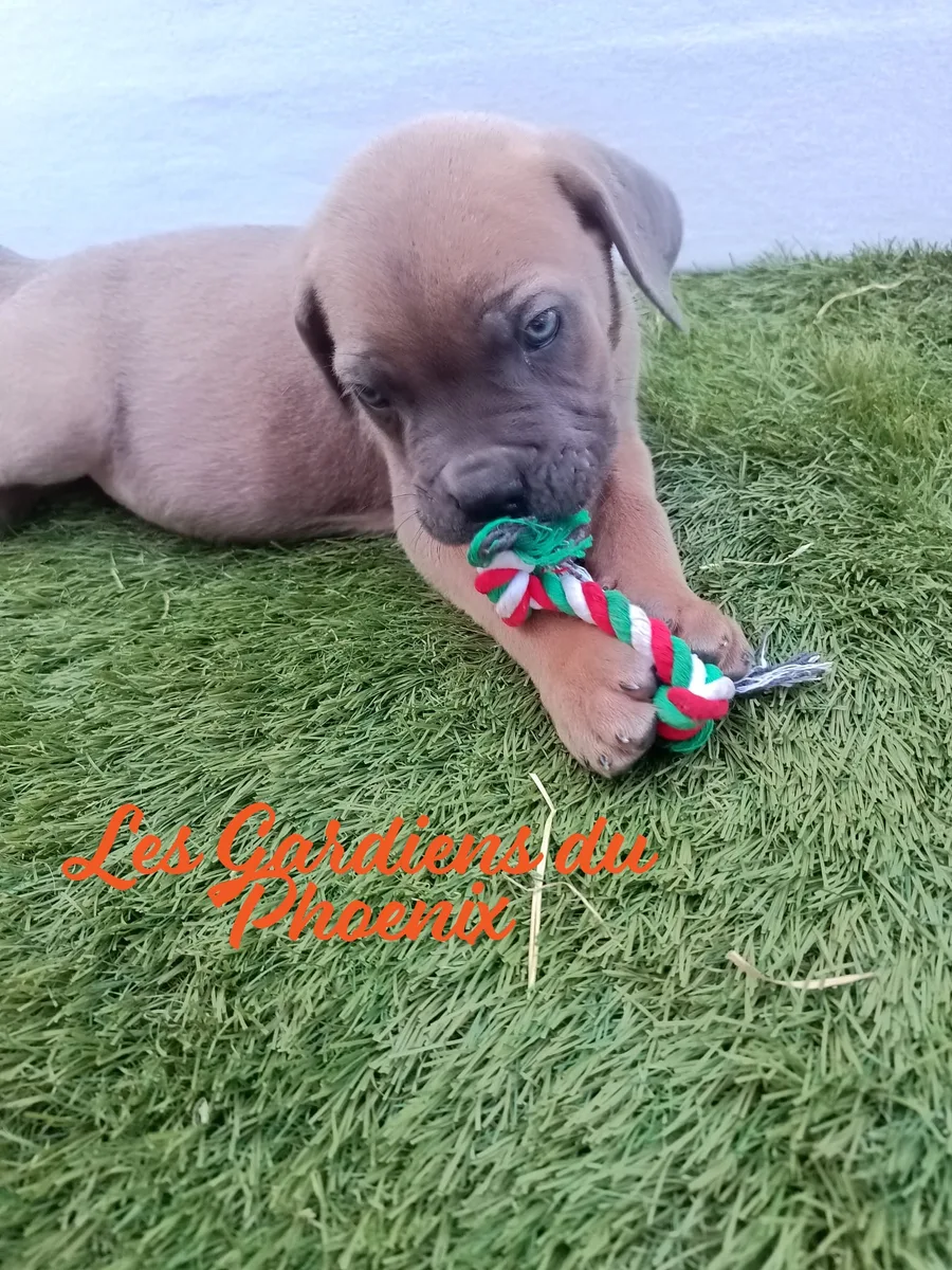 collier vert foncé 1 mo