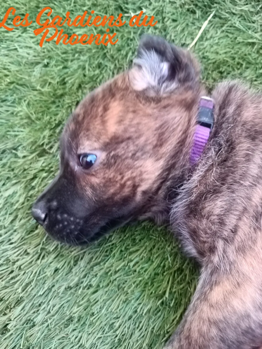 taz 3 mo