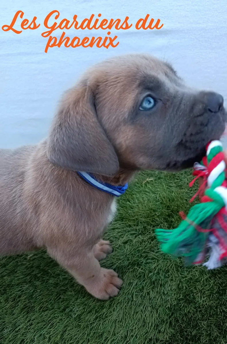 bleu foncé 2 mo