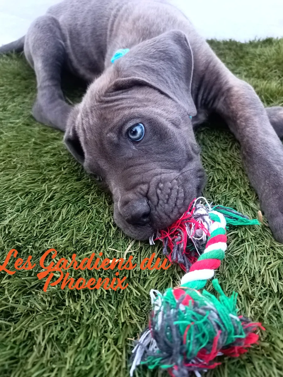 collier turquoise 3 mo