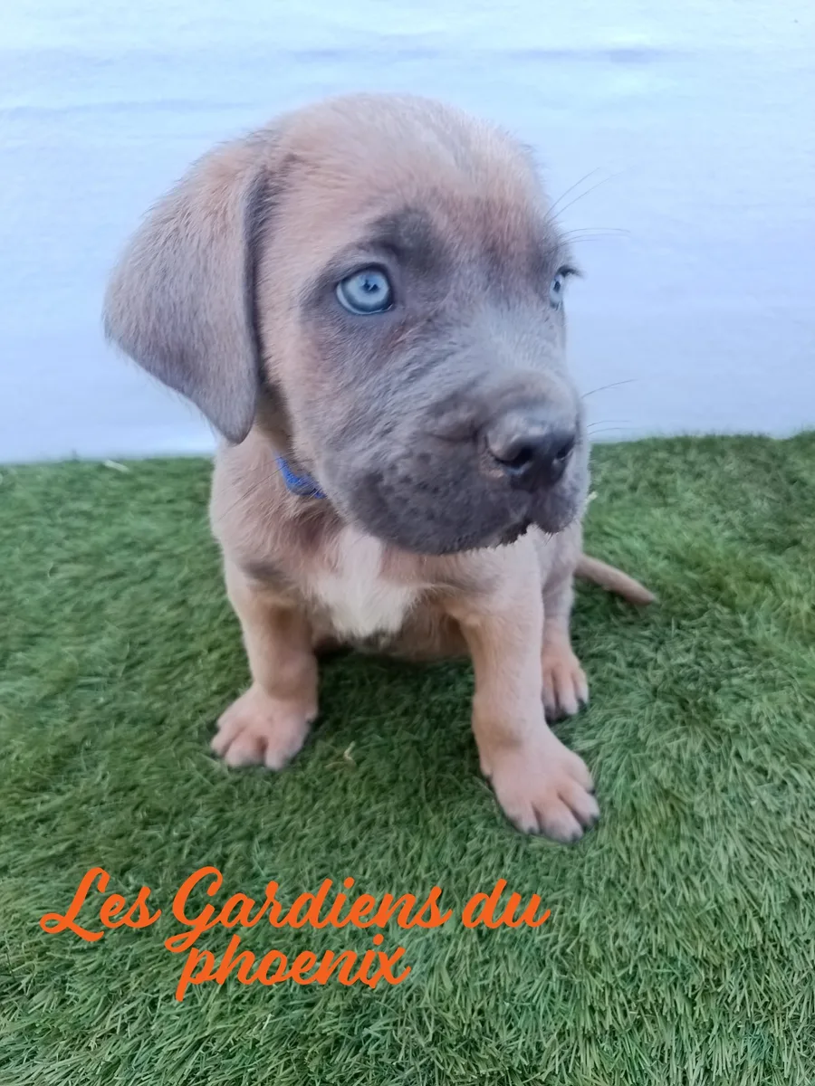 bleu foncé 1 mo