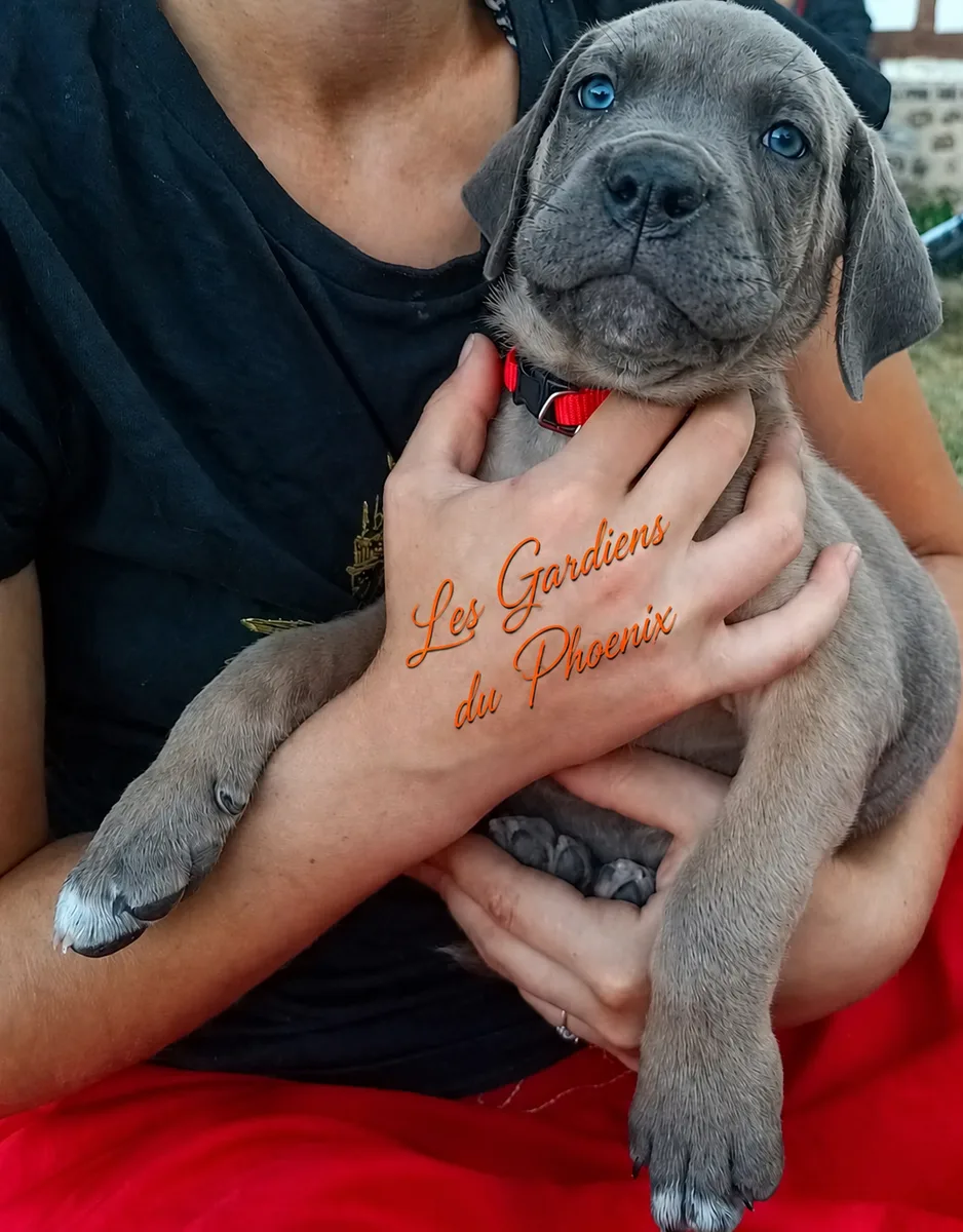 rouge marron 4 f