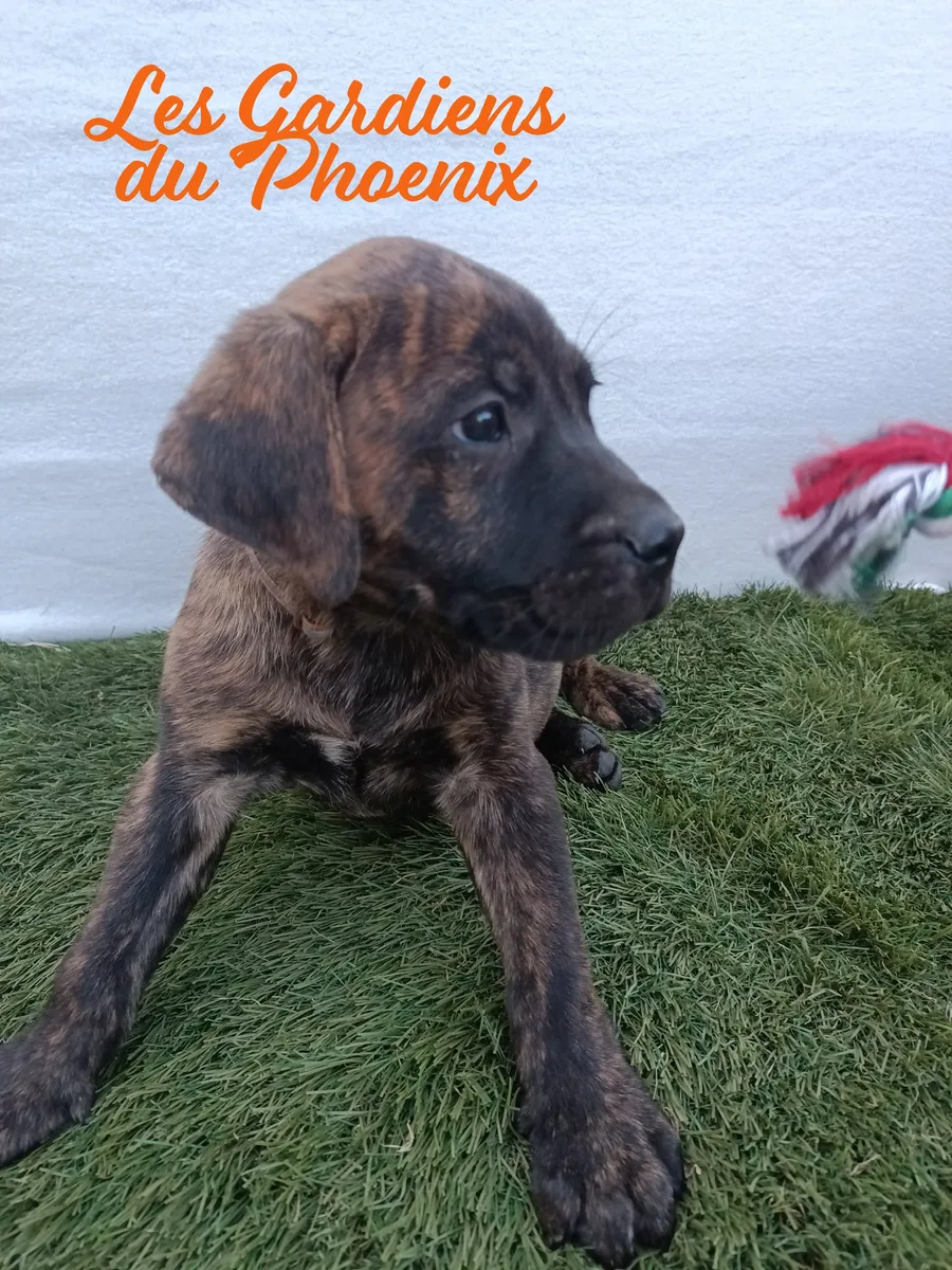 marron 2 mo