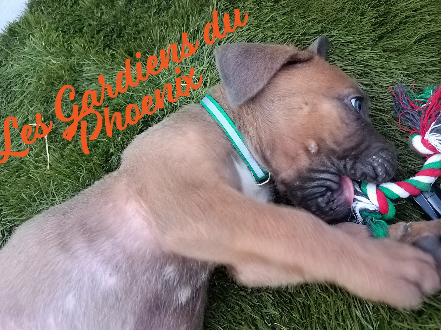 collier vert foncé 5 mo