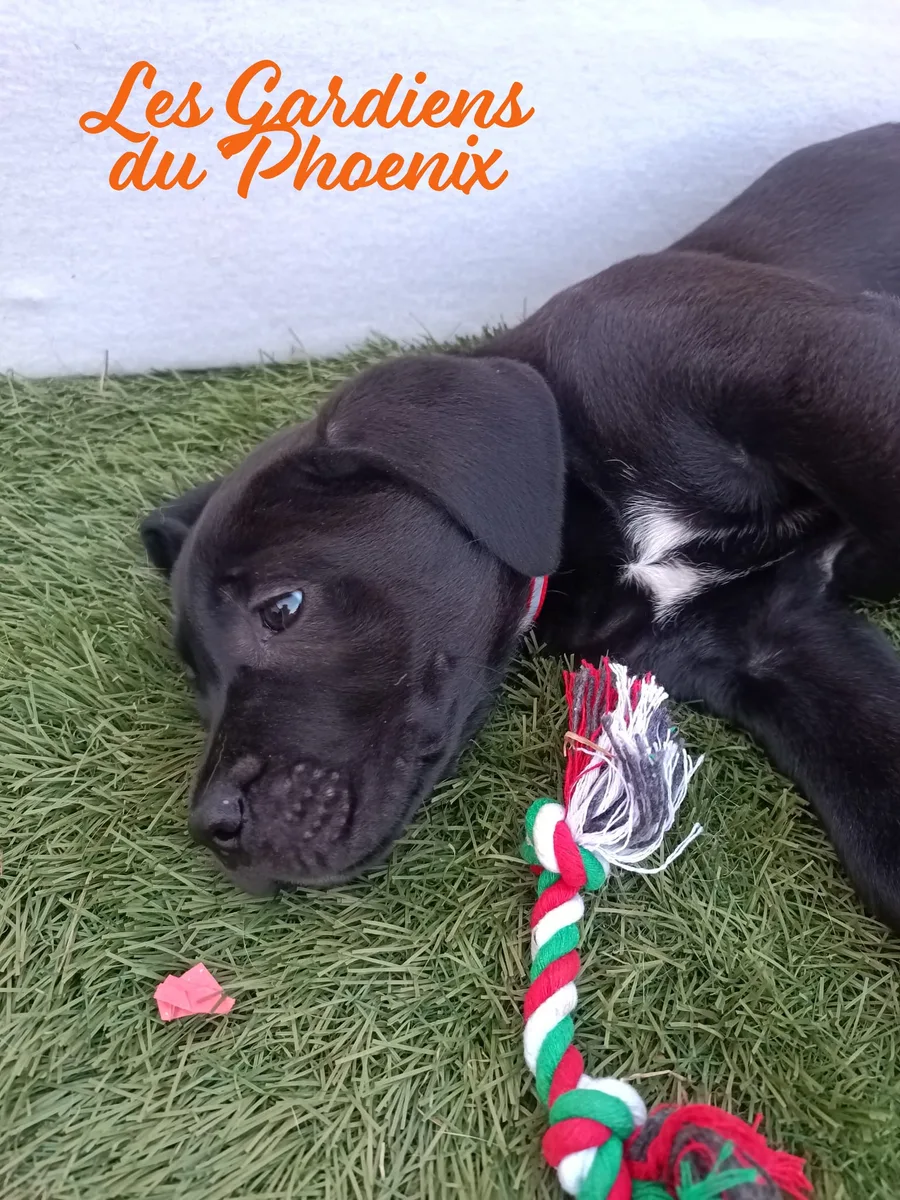 rouge 1 mo