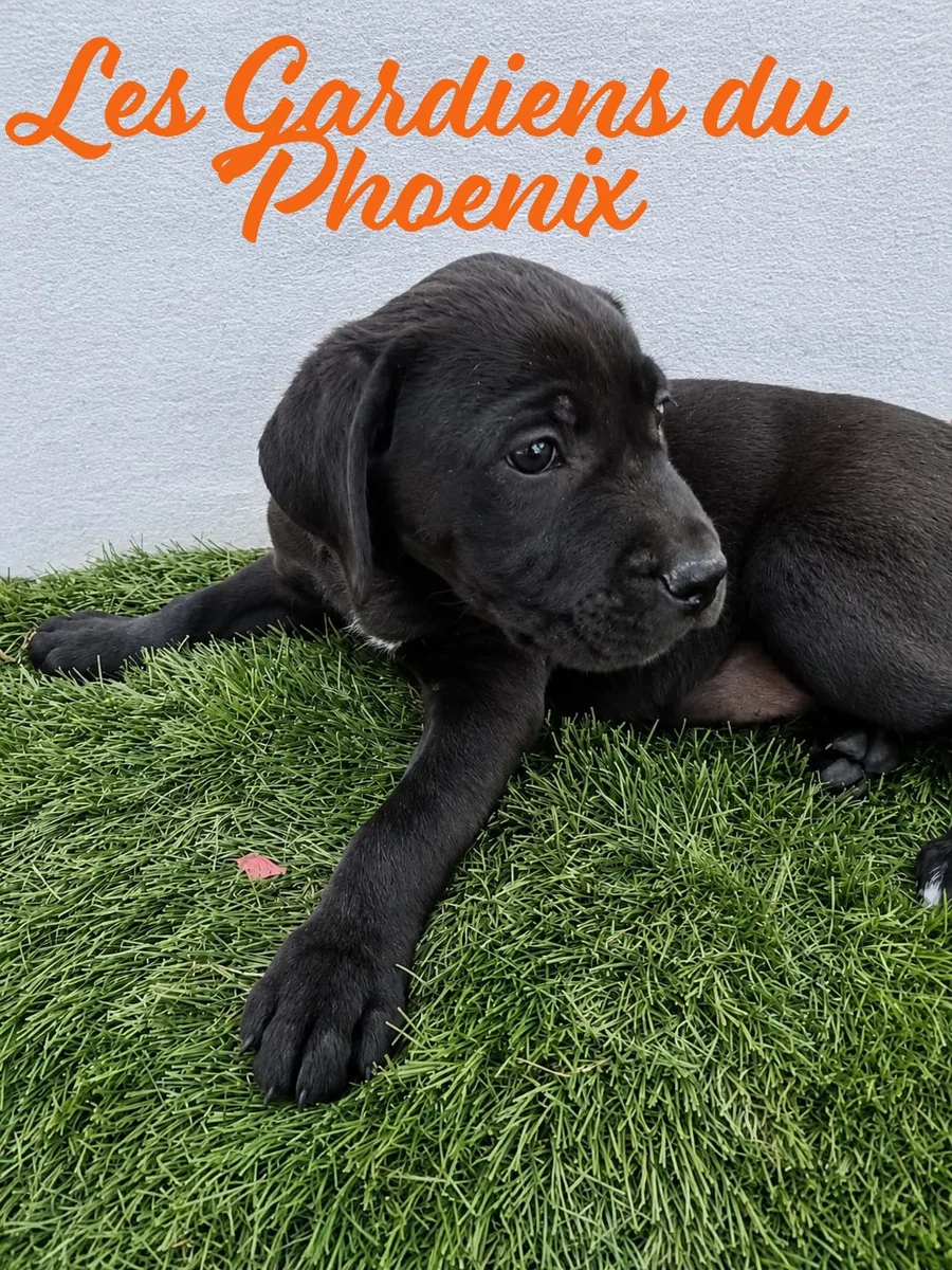 rouge 3 mo