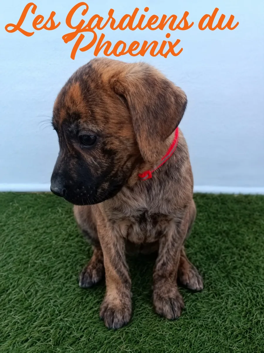 chieuse 5 mo