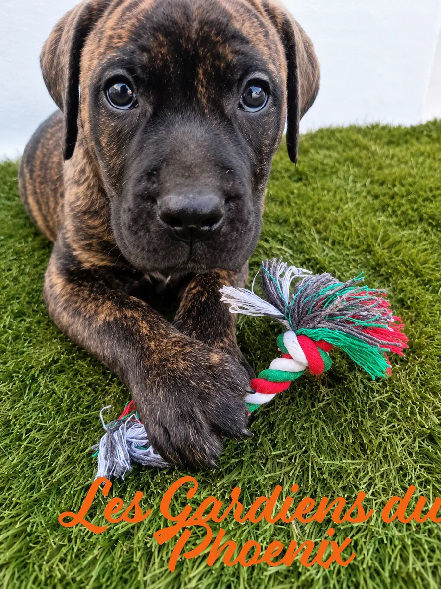 Marron 3 mo