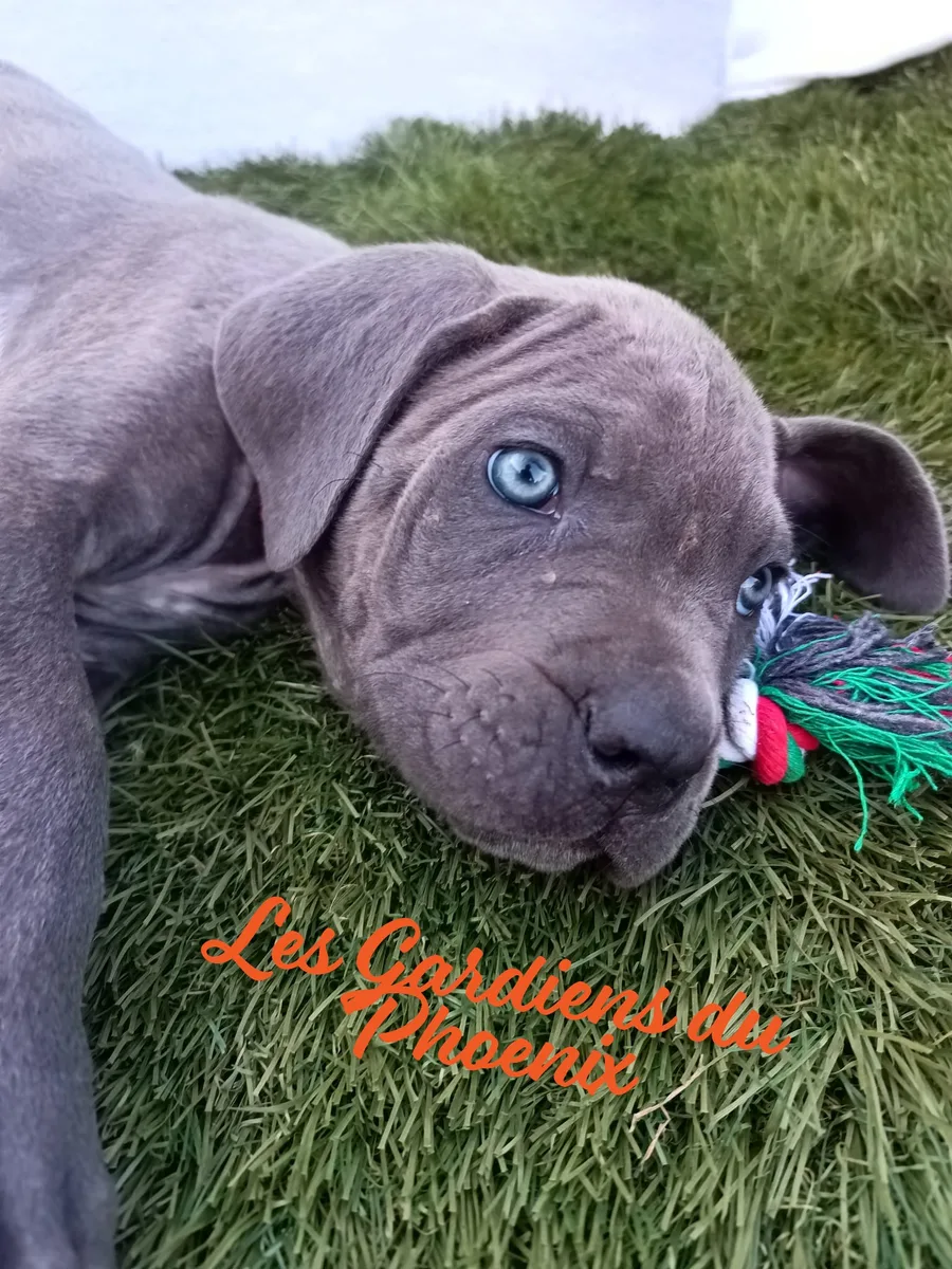 orange 3 mo
