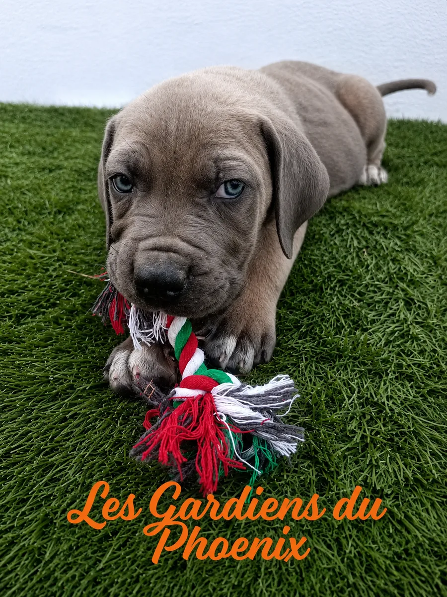 marron rouge 3 ff