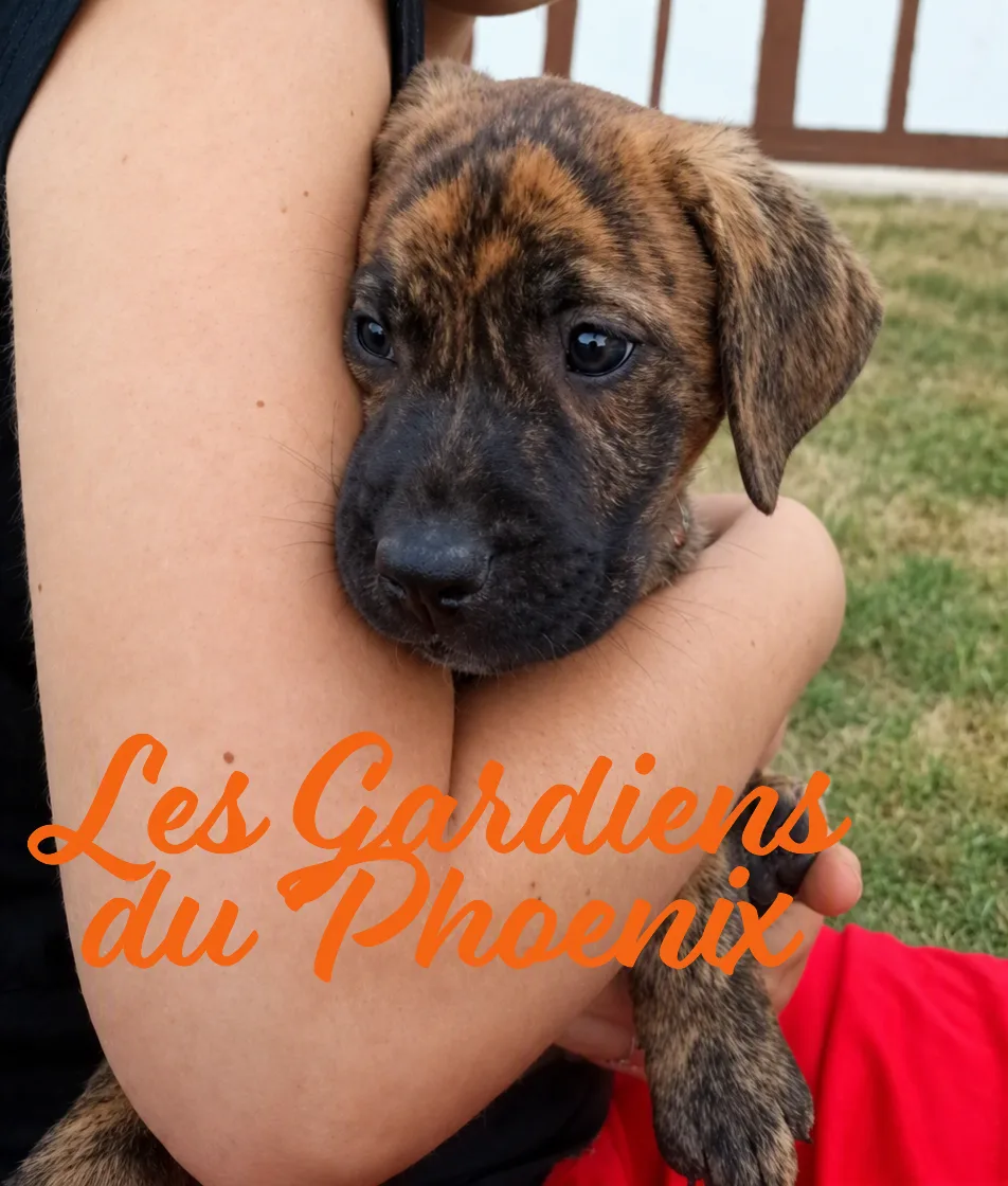chieuse 8 mo