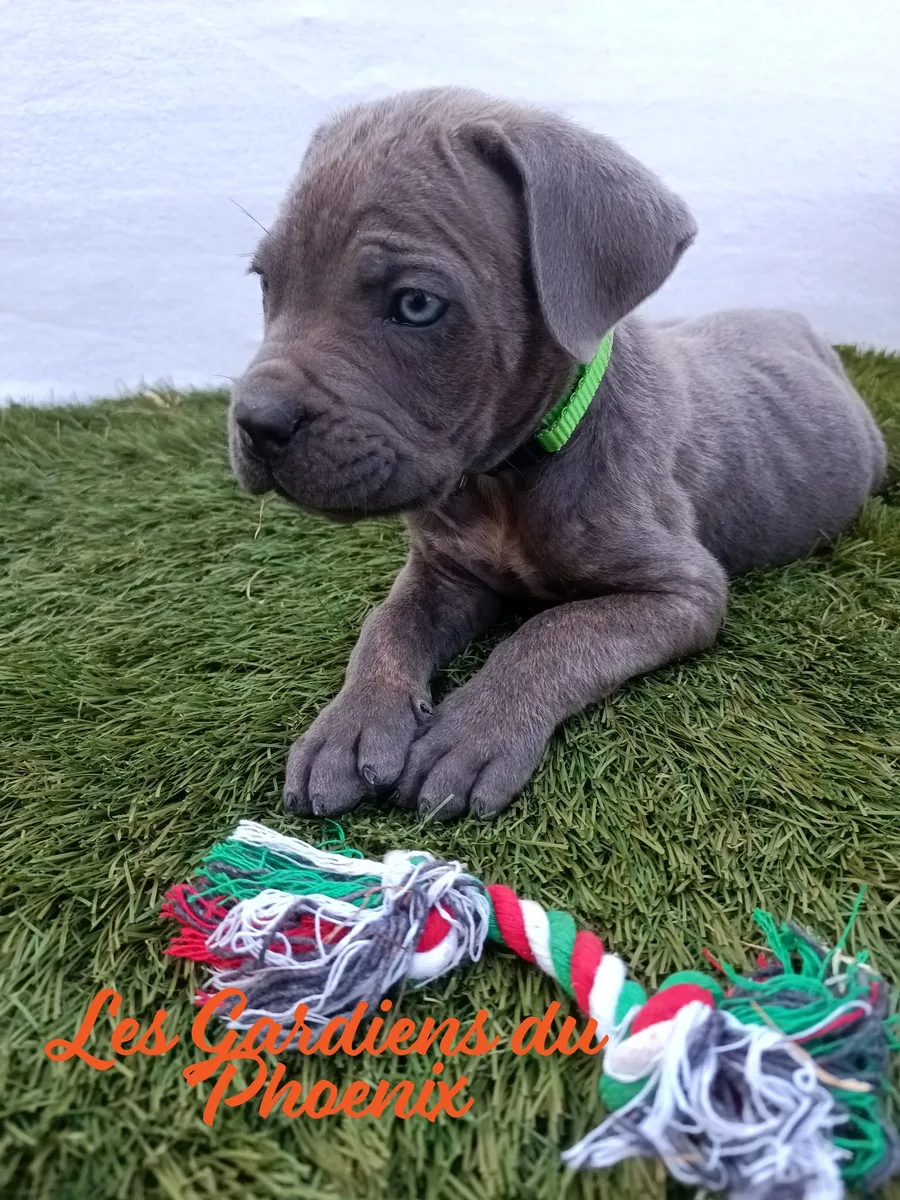 collier vert 1 mo