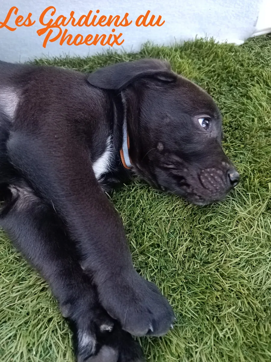 marron marron 1 mo