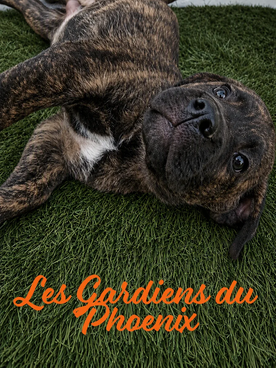 taz 5 mo